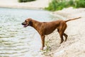 Rhodesian Ridgeback standing at beach looking at water Royalty Free Stock Photo