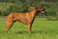 Rhodesian Ridgeback standing in a summer meadow Royalty Free Stock Photo