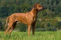 Rhodesian Ridgeback standing in a summer meadow Royalty Free Stock Photo