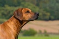 Rhodesian Ridgeback standing in a summer meadow Royalty Free Stock Photo