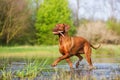 Rhodesian ridgeback walking in the water