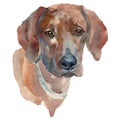 The Rhodesian Ridgeback watercolor hand painted dog portrait