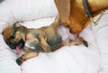 Rhodesian Ridgeback whelp cleaned by its mom Royalty Free Stock Photo