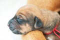 Rhodesian Ridgeback whelp sleeping Royalty Free Stock Photo