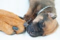 Rhodesian Ridgeback whelp sleeping Royalty Free Stock Photo