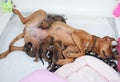 Rhodesian Ridgeback whelps sleeping with their mother Royalty Free Stock Photo