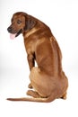 Rhodesian Ridgeback Royalty Free Stock Photo