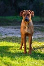 Rhodesian Ridgeback Royalty Free Stock Photo