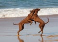 Rhodesian Ridgebacks on the beach Royalty Free Stock Photo