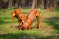 Rhodesian Ridgebacks Royalty Free Stock Photo