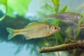 Rhodeus amarus, European bitterling, freshwater fish, male in spawning coloration, biotope aquarium, nature photo