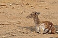 Rhodian fallow deer Royalty Free Stock Photo