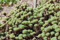 Rhodiola pachyclados is an attractive decoration of the rock garden