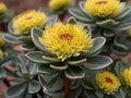 Rhodiola (Rhodiola rosea) in the garden