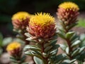 Rhodiola (Rhodiola rosea) in the garden