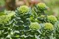 Rhodiola rosea blooming closeup outdoors