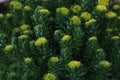 Rhodiola rosea