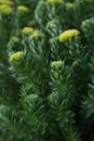 Rhodiola rosea