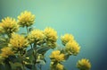 Rhodiola rosea flowers against pastel teal background.