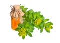 Rhodiola rosea or golden root, rose root, roseroot, Aaron`s rod, Arctic root, king`s crown, lignum rhodium, orpin rose