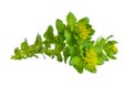 Rhodiola rosea or golden root, rose root, roseroot, Aaron`s rod, Arctic root, king`s crown, lignum rhodium, orpin rose