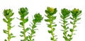 Rhodiola rosea or golden root, rose root, roseroot, Aaron`s rod, Arctic root, king`s crown, lignum rhodium, orpin rose