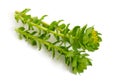 Rhodiola rosea or golden root, rose root, roseroot, Aaron`s rod, Arctic root, king`s crown, lignum rhodium, orpin rose