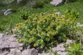 Rhodiola rosea golden rose root flowers in bloom, bunch of flowering medicinal herbs plants