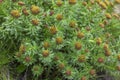 Rhodiola rosea golden rose root flowers in bloom, bunch of flowering medicinal herbs plants