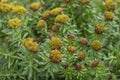 Rhodiola rosea golden rose root flowers in bloom, bunch of flowering medicinal herbs plants