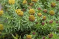 Rhodiola rosea golden rose root flowers in bloom, bunch of flowering medicinal herbs plants