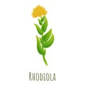 Rhodiola rosea icon, cartoon style