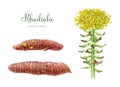 Rhodiola rosea plant. Watercolor botanical illustration set. Painted medicinal adaptogenic herb detailed image. Rhodiola