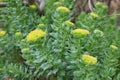 Rhodiola rosea