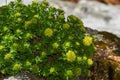 Rhodiola rosea