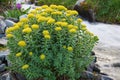 Rhodiola rosea Royalty Free Stock Photo