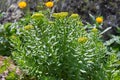 Rhodiola rosea Royalty Free Stock Photo