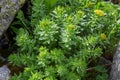 Rhodiola rosea