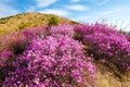 The rhododendra on the hillside scenic Royalty Free Stock Photo