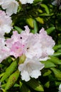 Pink rhododendron Royalty Free Stock Photo