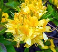 Rhododendron