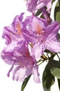 Rhododendron