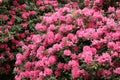 Rhododendron