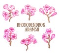 Rhododendron adamsii sagan-dali, labrador tea bush watercolor illustration