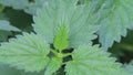 stinging nettle in wild nature, brennnessel