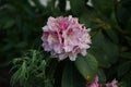 Rhododendron \'Albert Schweitzer\' with brown spots on pink flowers blooms in the garden in June. Berlin, Germany Royalty Free Stock Photo