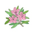 Rhododendron or Alpine rose. Evergreen alpine mountain shrub.