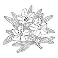 Rhododendron or Alpine rose. Evergreen alpine mountain shrub. Hand drawn contour vector illustration. Outline flower isolated on