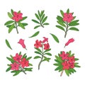 Alpine rose set. Rhododendron. Alpine mountain shrub.