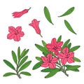 Rhododendron or Alpine rose. Hand drawn contour outline vector.